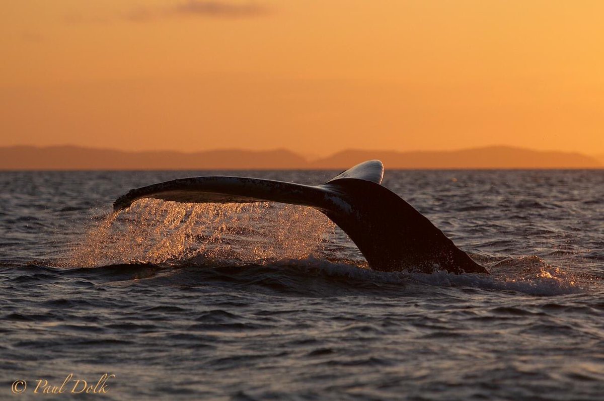 Longing for those beautiful Newfoundland summer nights 🐋🙏❤️

pauldolk.com

<a href="/NLtweets/">NewfoundlandLabrador</a> 
<a href="/LegendaryCoasts/">Legendary Coasts</a> 

#newfoundlandlabrador #explorenl #lovestjohns #explorecanada #natgeo #bestkind  #dreamcometrue #nikonnl #nikoncanada #ocean #whalewatching #humpbackwhales #sunset