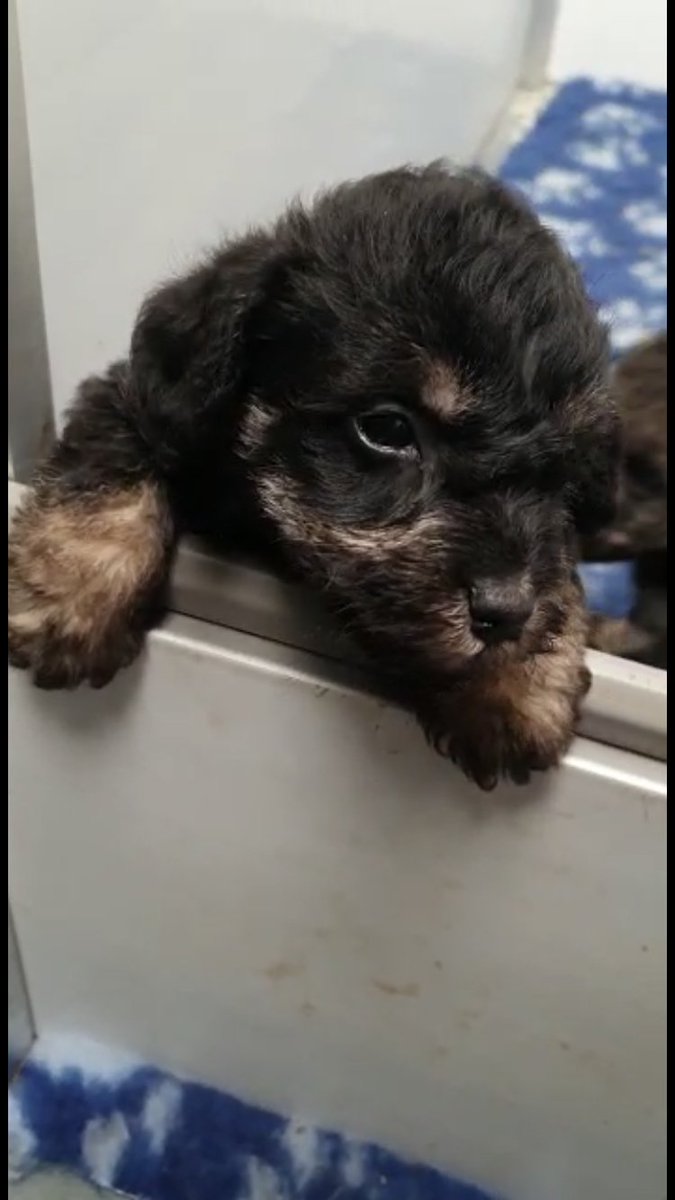 Chloemc_91's tweet photo. 19 days to go 🐶 #newpuppy #schnoodle #excitingtimesahead #Arnie #alreadyobsessed #stolenourhearts https://t.co/qrfnYYM9l4