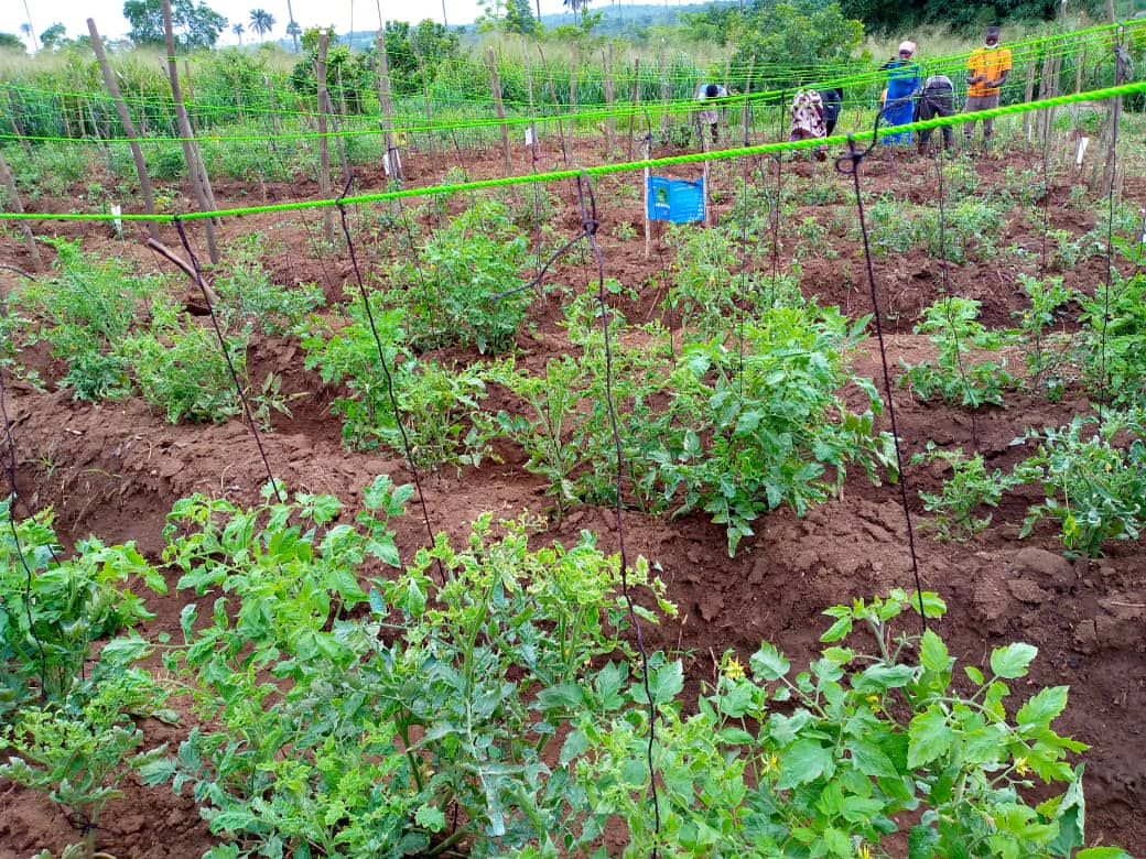 HortifreshWA's tweet photo. Demonstrating to farmers how to #trellis tomato plants to reduce disease infestation during fruiting. This forms part of HortiFresh's Tomato Cluster Development activity in Akomadan, Afrancho and Tuobodom. #foodSecurity #NewWaysofdoingBusiness @NLinGhana @WUR_WCDI @Hanson_Arthur https://t.co/EjyB48zWd4