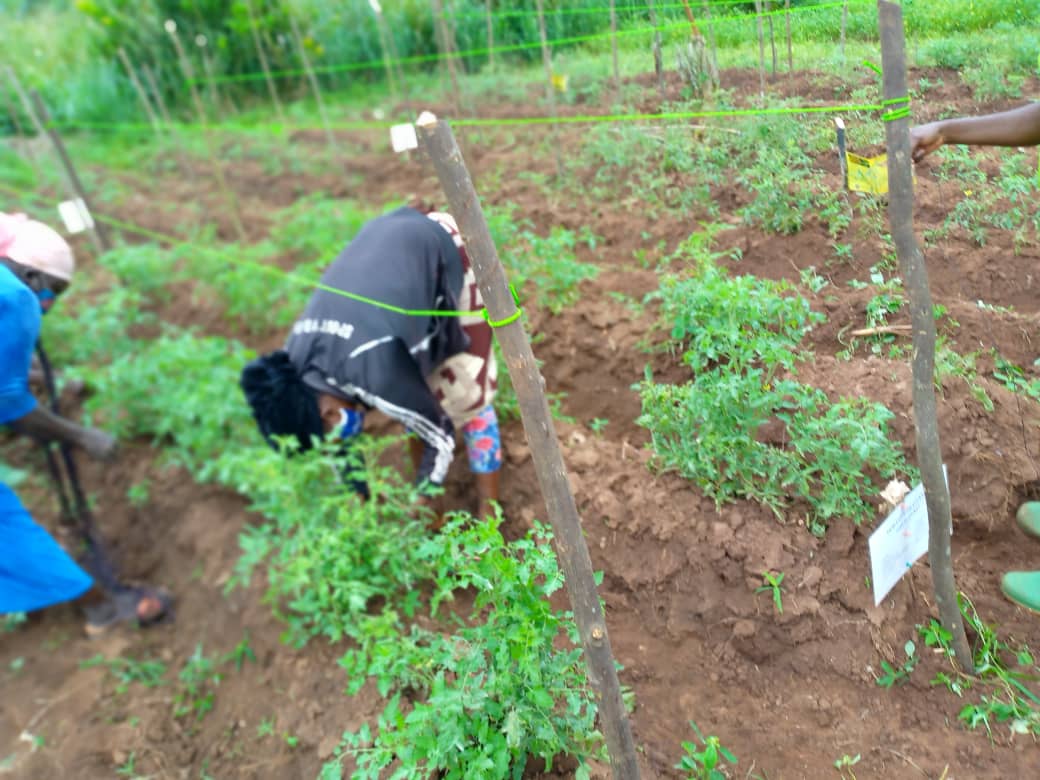 HortifreshWA's tweet photo. Demonstrating to farmers how to #trellis tomato plants to reduce disease infestation during fruiting. This forms part of HortiFresh's Tomato Cluster Development activity in Akomadan, Afrancho and Tuobodom. #foodSecurity #NewWaysofdoingBusiness @NLinGhana @WUR_WCDI @Hanson_Arthur https://t.co/EjyB48zWd4