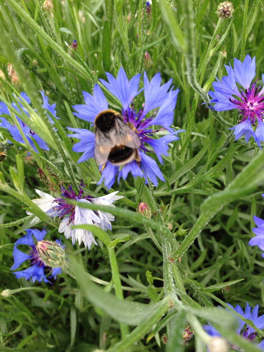 ACoSfChildren's tweet photo. @NNorfolkLiving @ChrisGPackham @sandringhamcafe @AldermanHigh @BurnhamCreative @BurnhamMktPrSch @fakenhamtimes @fakenhamdotinfo @norfolkschools https://t.co/wB1vciLk4G