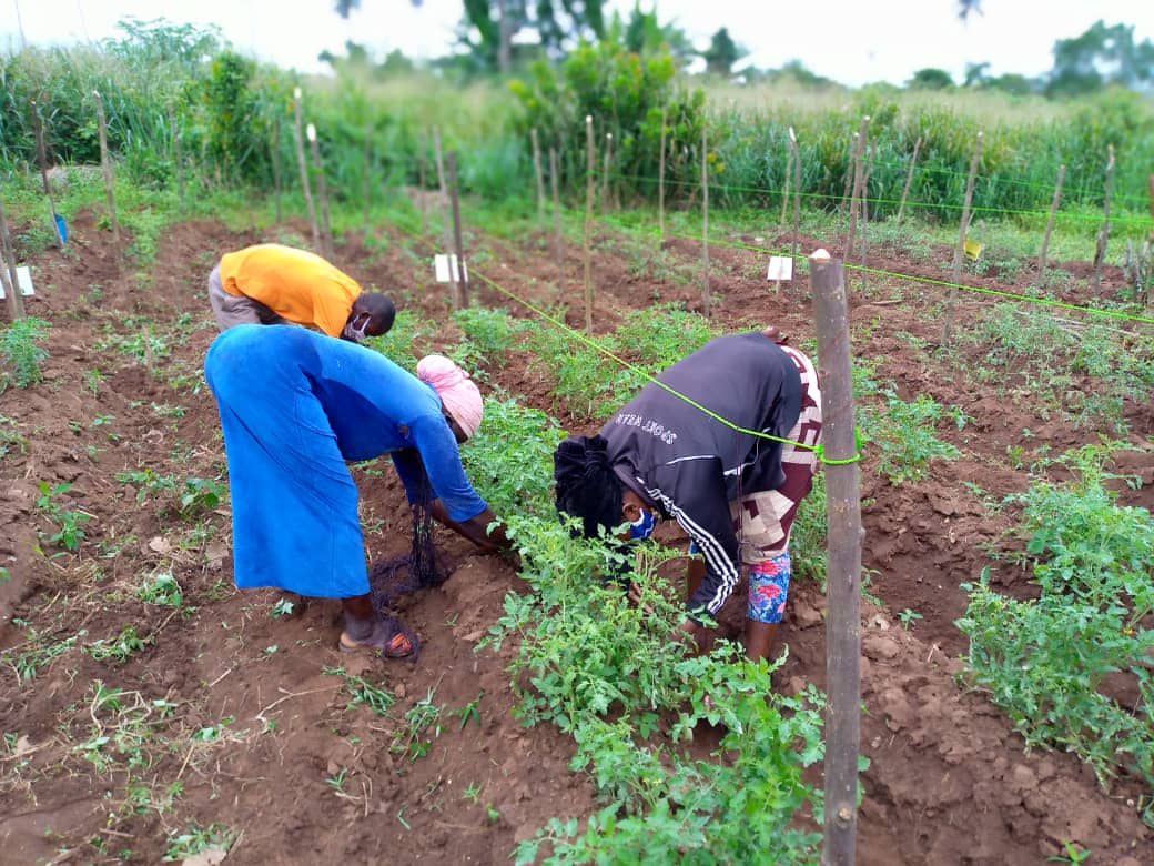 HortifreshWA's tweet photo. Demonstrating to farmers how to #trellis tomato plants to reduce disease infestation during fruiting. This forms part of HortiFresh's Tomato Cluster Development activity in Akomadan, Afrancho and Tuobodom. #foodSecurity #NewWaysofdoingBusiness @NLinGhana @WUR_WCDI @Hanson_Arthur https://t.co/EjyB48zWd4