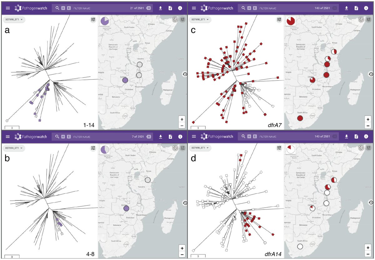 TheCGPS's tweet photo. Latest preprint from the team #2 (@silargi et al): A global resource for genomic predictions of AMR and surveillance of Salmonella Typhi @Pathogenwatch.  Rapid reporting for ongoing genomic epidemiology with  @drKatholt @Baker_Lab_Cam @GordonDougan1 https://t.co/TKKmDnBduc https://t.co/48aIuGG6h7