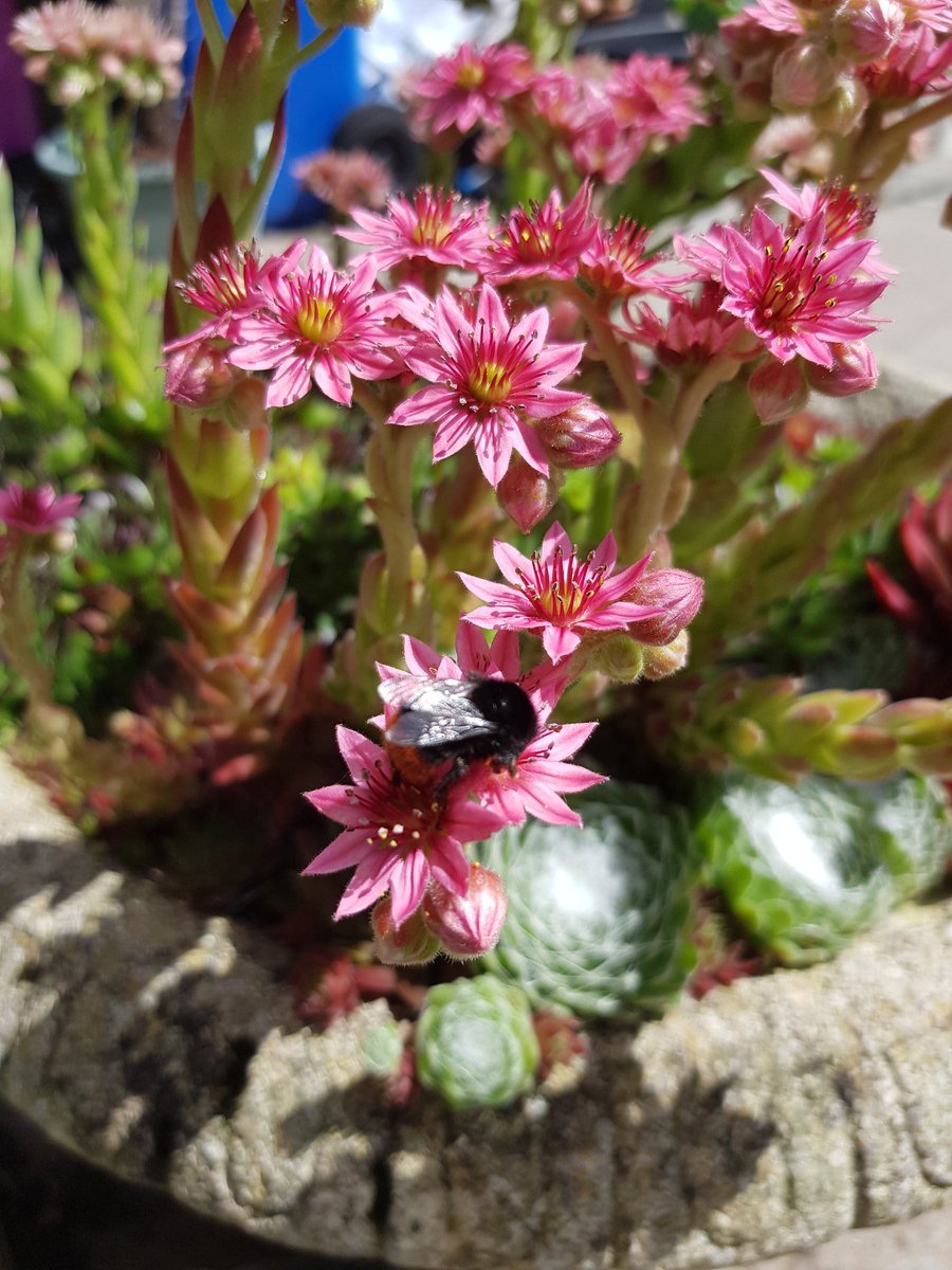 CallyDay's tweet photo. Lots of work going on in the garden today. #bufftailbumblebee #redtailbumblebee #bees #pollination #gardennature https://t.co/TOrjbI6Wf8