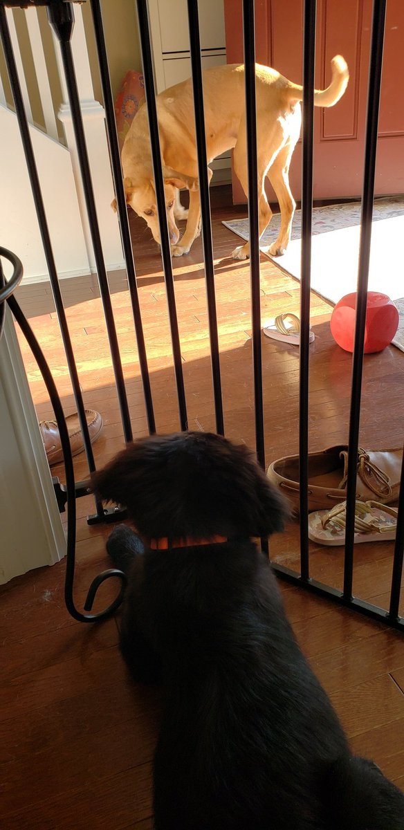 adamclevenger's tweet image. Pumpkin is one very tolerant and patient girl! #teampumpkin #teampico #PumpkinandPico