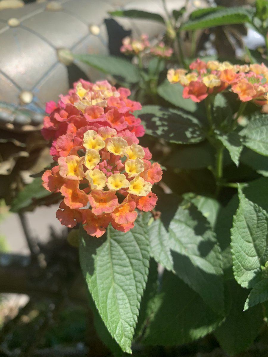 bookedwkristen's tweet photo. Flowers as seen on my run #sceneonmyrun #running https://t.co/8DOqw2dxvc