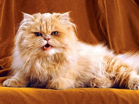 Meow Moe on X: Angry Persian Cat Meowing  #Cats #Cat #Kittens