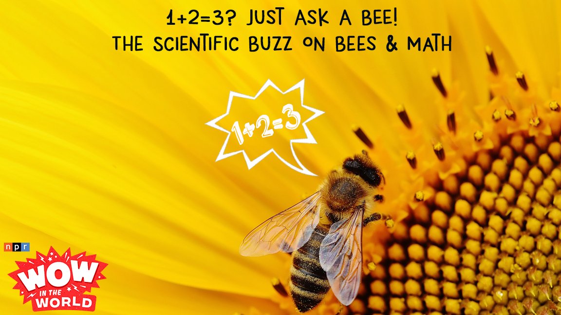 wowintheworld's tweet photo. We're throwing it back this week with an encore of "1+2=3? Just Ask A BEE!" Join @AbsolutelyMindy and @GuyRaz as they discover the WOWs of the Fibonacci sequence and learn all about bees who can add AND subtract?! @TheBeesearcher #EncoreEpisode #WowIsNOW https://t.co/zcjyqKOPqX https://t.co/xKCTIICH6h
