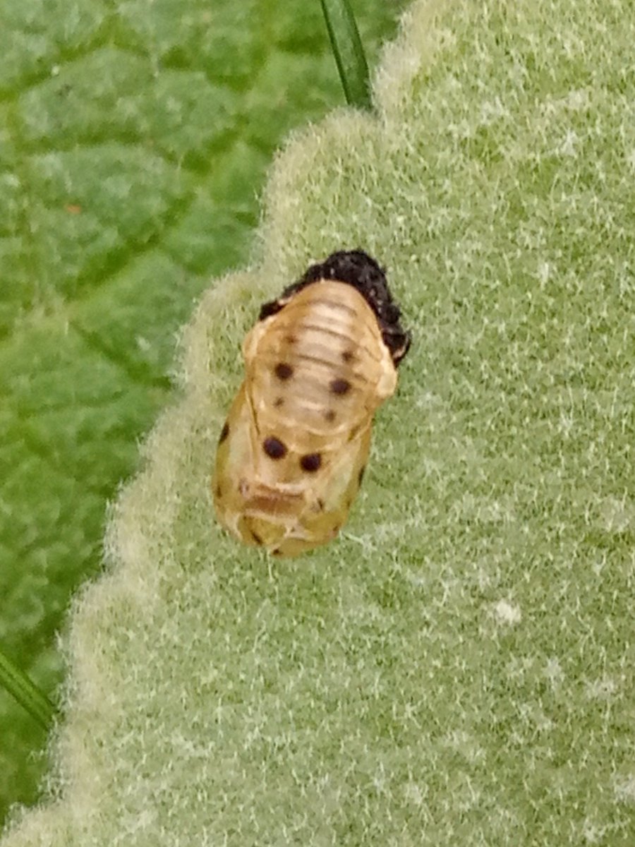 Break-time insect hunt. Seven-spot ladybird pupa.<a href="/NorwichResearch/">Norwich Research Park</a>