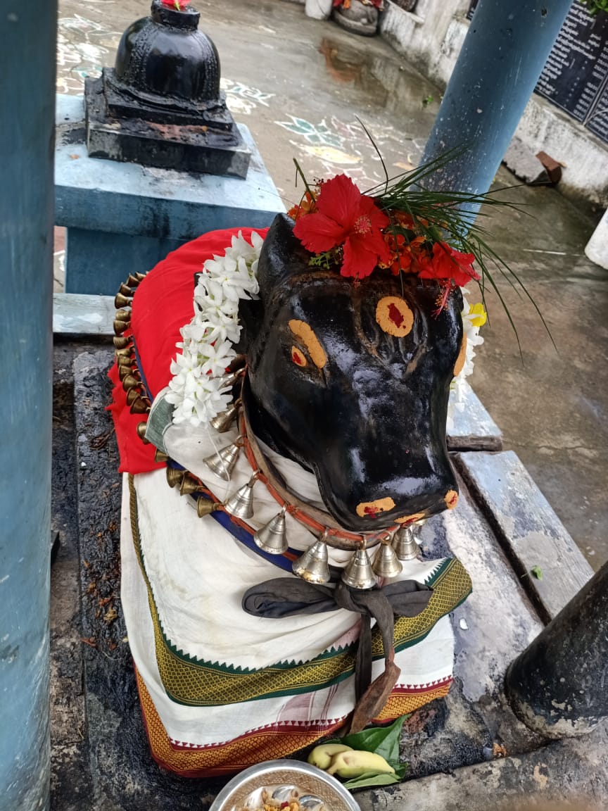 Maha Nandi after Pradosha Pooja  #Sattology