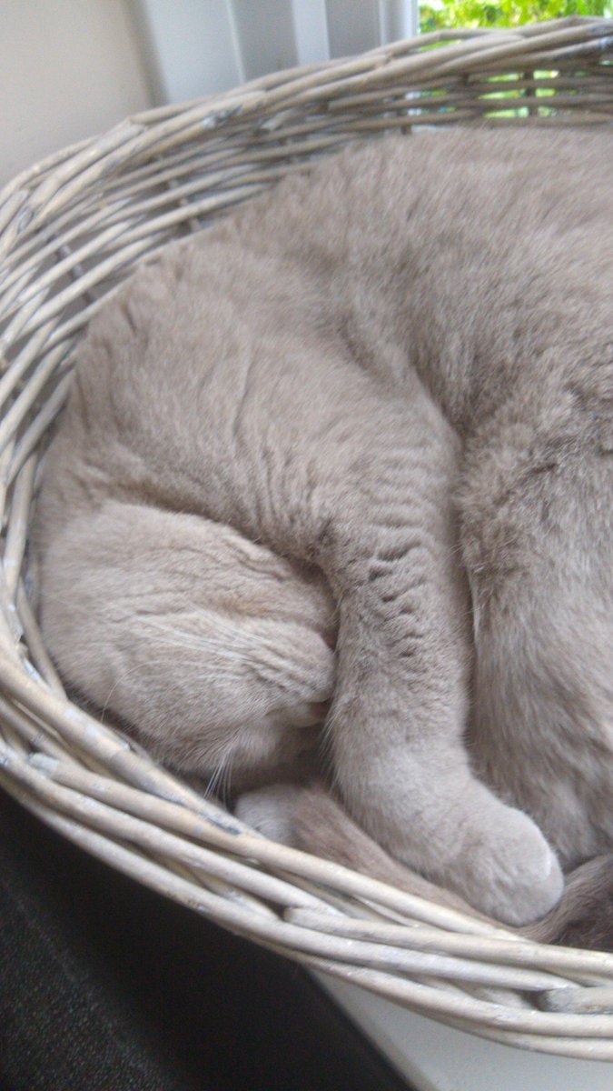 Gandalf having a quick catnap before the afternoon sessions 🙌 #IoFFC #PawsInConvention