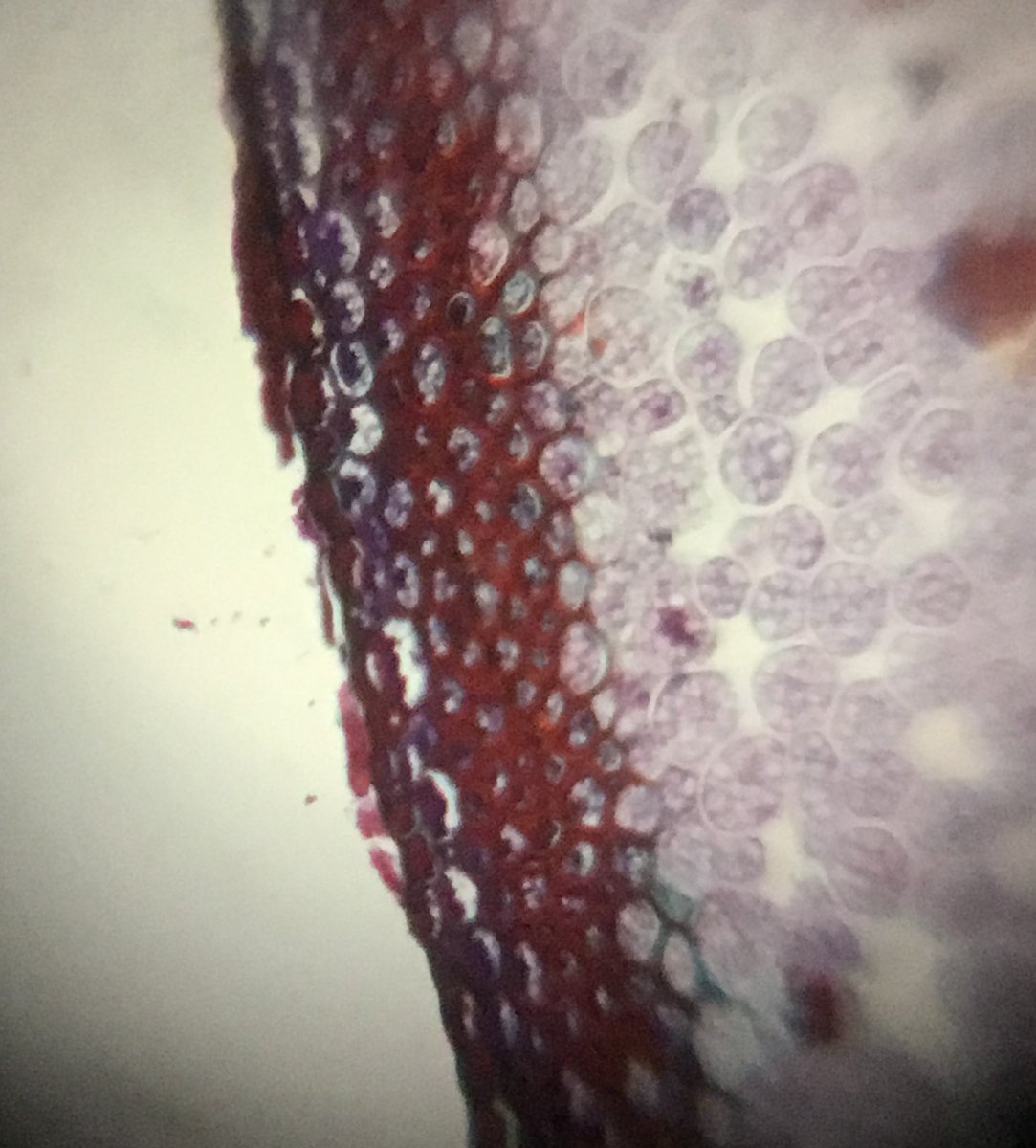 yourriverwood's tweet photo. This fern stem (a.k.a. rhizome) was magnified with a paper microscope! The foldscope boasts 140X magnification and 2-micron resolution. Our thanks to @MLMCanadaInc for donating foldscopes to our education programs and making microscopy accessible! #MicroMonday https://t.co/Sq8JDnRfci
