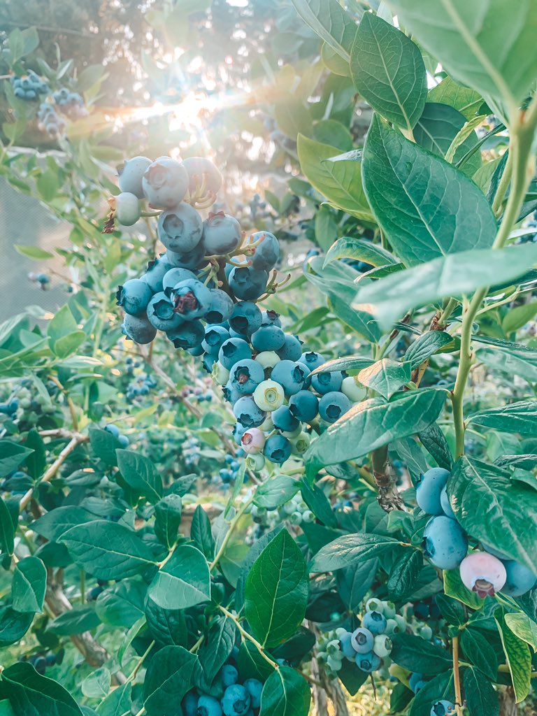 Gina Salvatore tweet media