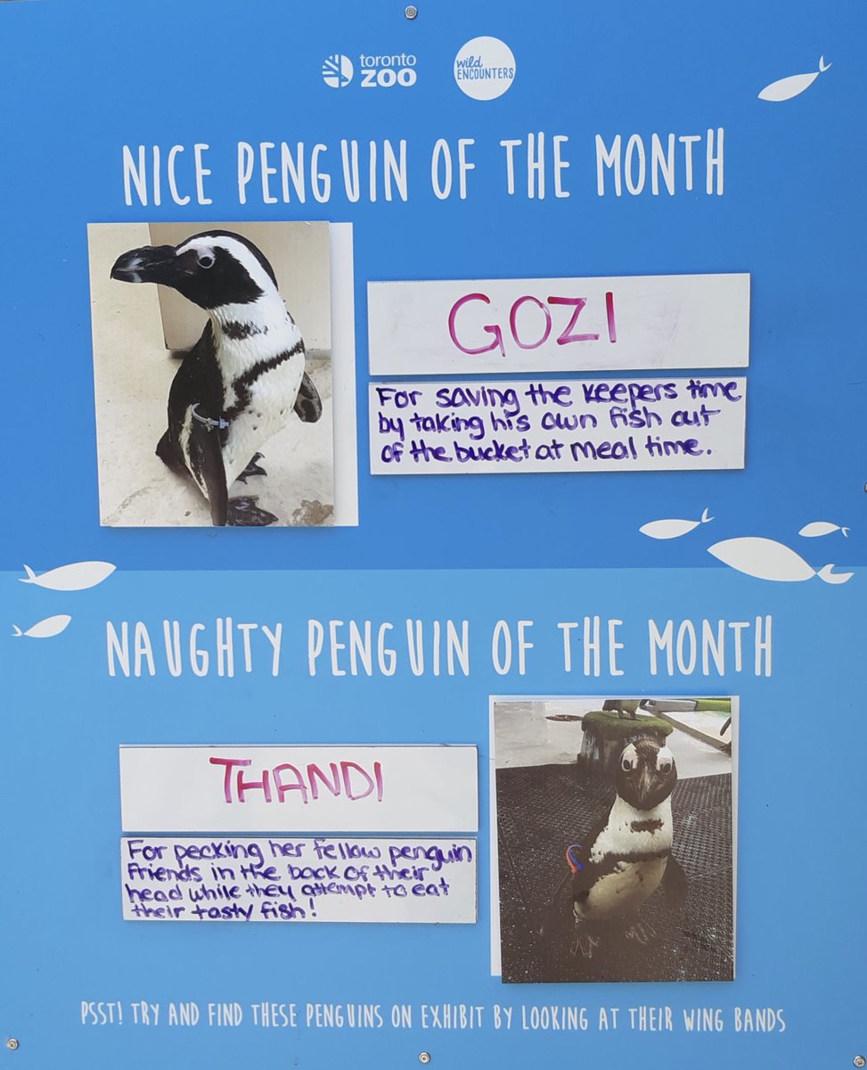 TheTorontoZoo's tweet photo. Presenting the Naughty and Nice Penguin Of The Month: July Edition 🐧 https://t.co/VFlsO3bj3y