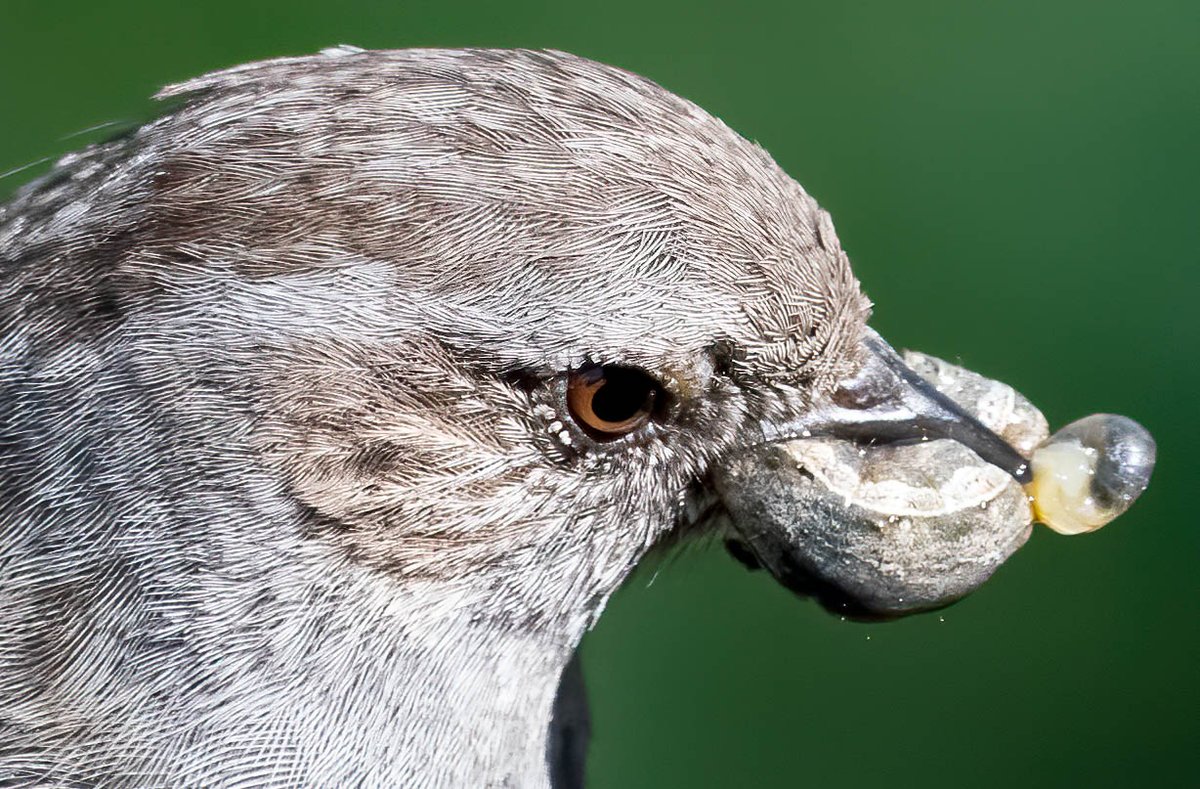 DaveSpherical's tweet photo. ZERO dietary requirements for this #sparrow #gobfull #closeups #lincolnshire #nature #wildlife #birds nom nom 🤮🤮🤮🤮 https://t.co/nDmyXIvVU8