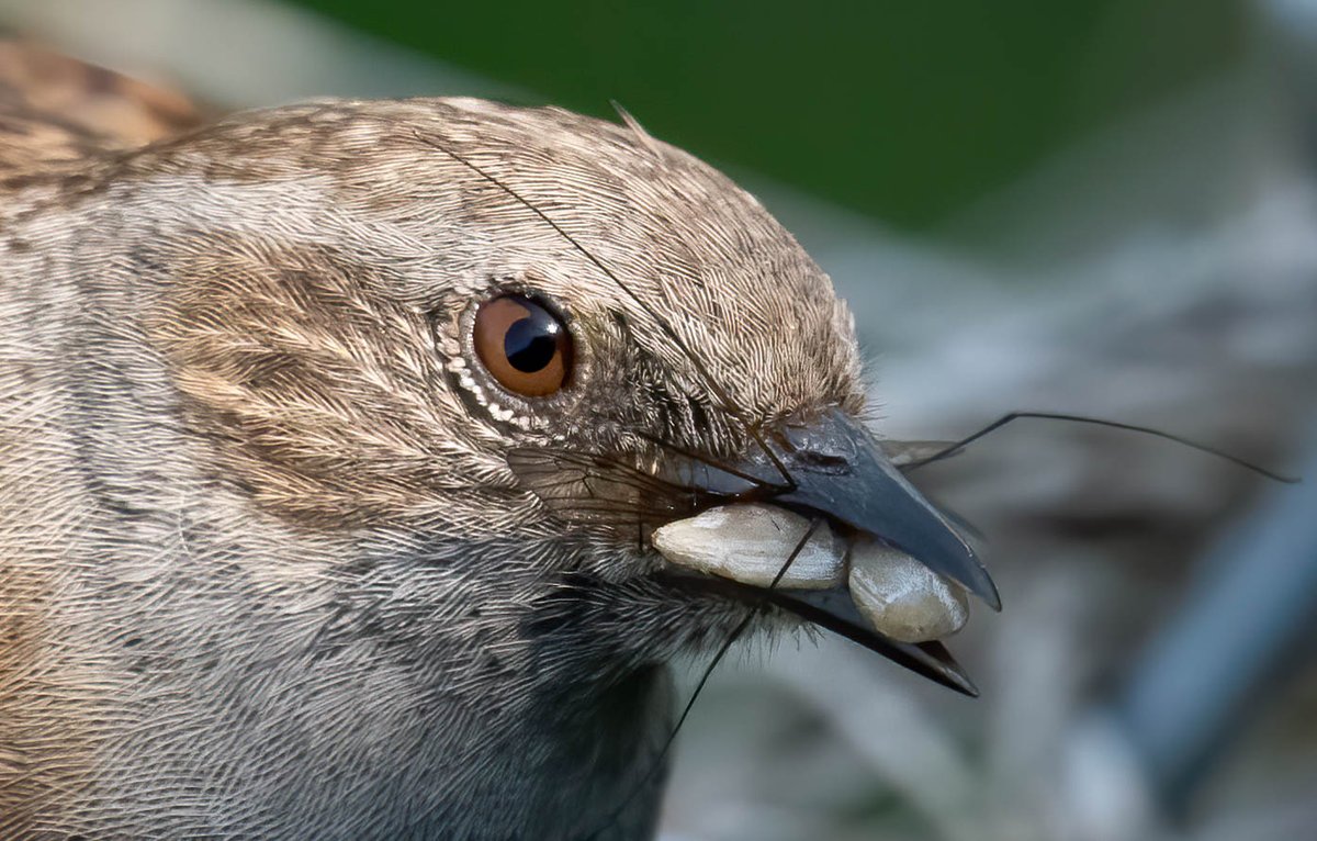 DaveSpherical's tweet photo. ZERO dietary requirements for this #sparrow #gobfull #closeups #lincolnshire #nature #wildlife #birds nom nom 🤮🤮🤮🤮 https://t.co/nDmyXIvVU8