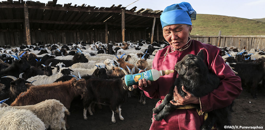 FAO Livestock tweet media