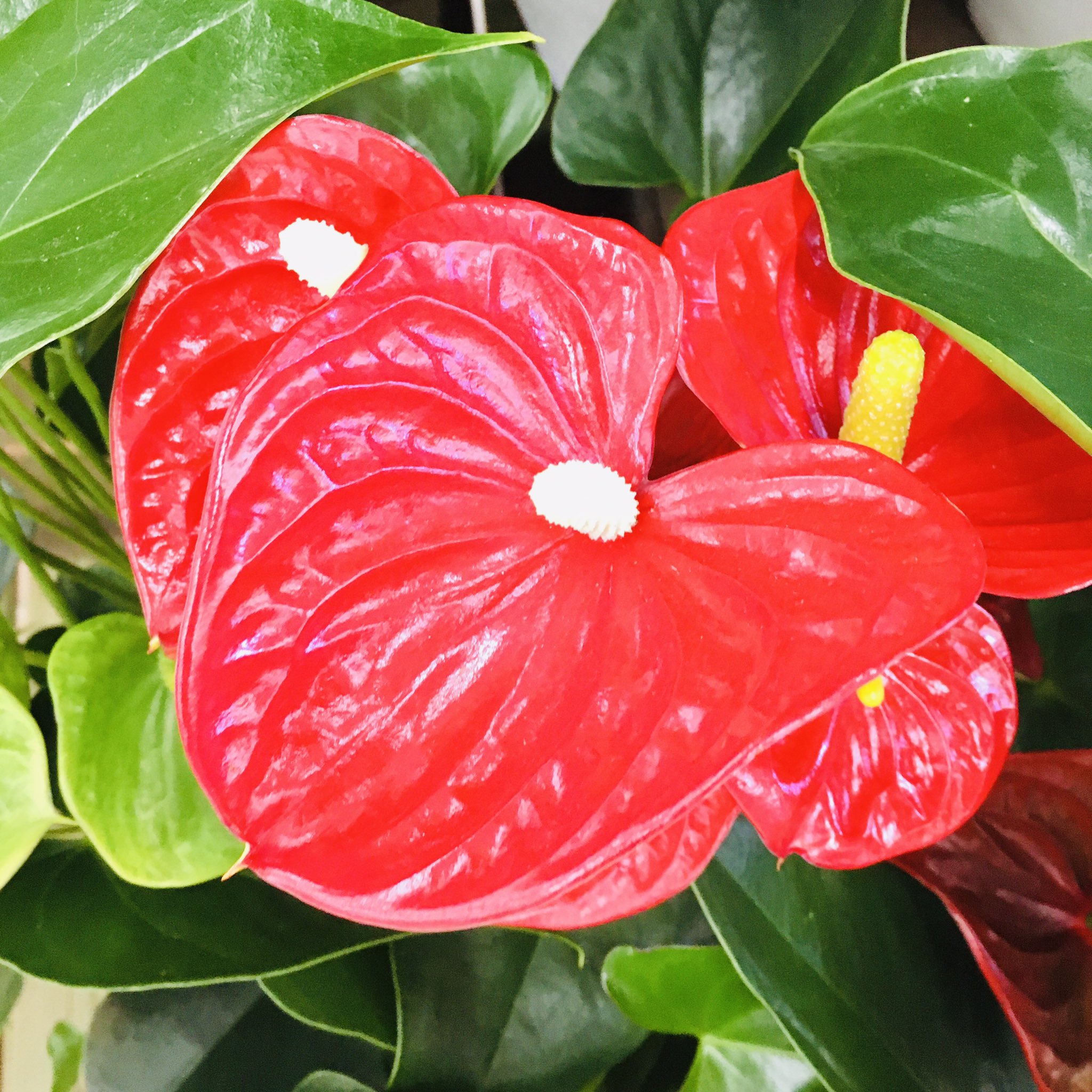 池ポチャ野郎 Sur Twitter 人気の観葉植物 アンスリウム 紅団扇 花 フラワー 赤い花 白い花 観葉植物 ハート 人気の観葉植物 T Co Cxmsnuu7aa Twitter 池ポチャ野郎 Sur Twitter 人気の観葉植物 アンスリウム 紅団扇 花 フラワー 赤い花 白い花 観葉植物 ハート 人気の観葉植物 T Co Cxmsnuu7aa Twitter