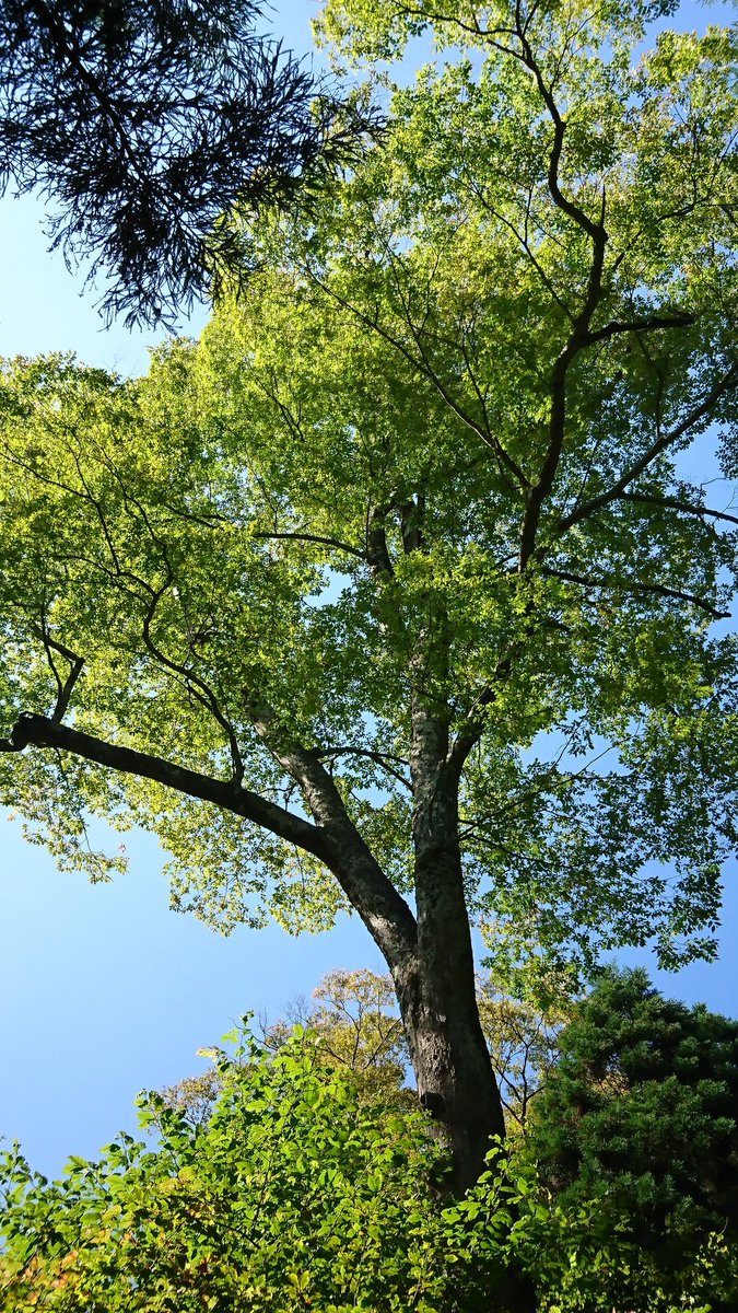 ট ইট র つーとむ 檜原都民の森の欅 木を見ると欅を探してしまう ここは探さなくても溢れてた そりゃ山だし でも緑はよい 癒やされる 欅坂46 レコメン アイドルもお茶も緑