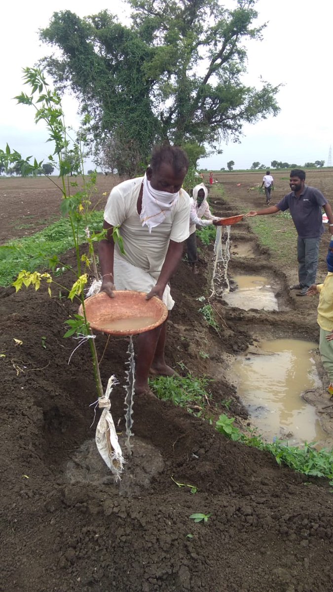 VBGRAMGKAR's tweet photo. In Kiranagi GP of Kalaburagi district, farmers have taken up #bund_plantation.
Water stored in the bunds is being used to water the plants.
Neem seeds are in heavy demand and farmers can sell them in the local market & derive an income.
#SMC_works
#mgnregskarnataka https://t.co/7pMspqySm1