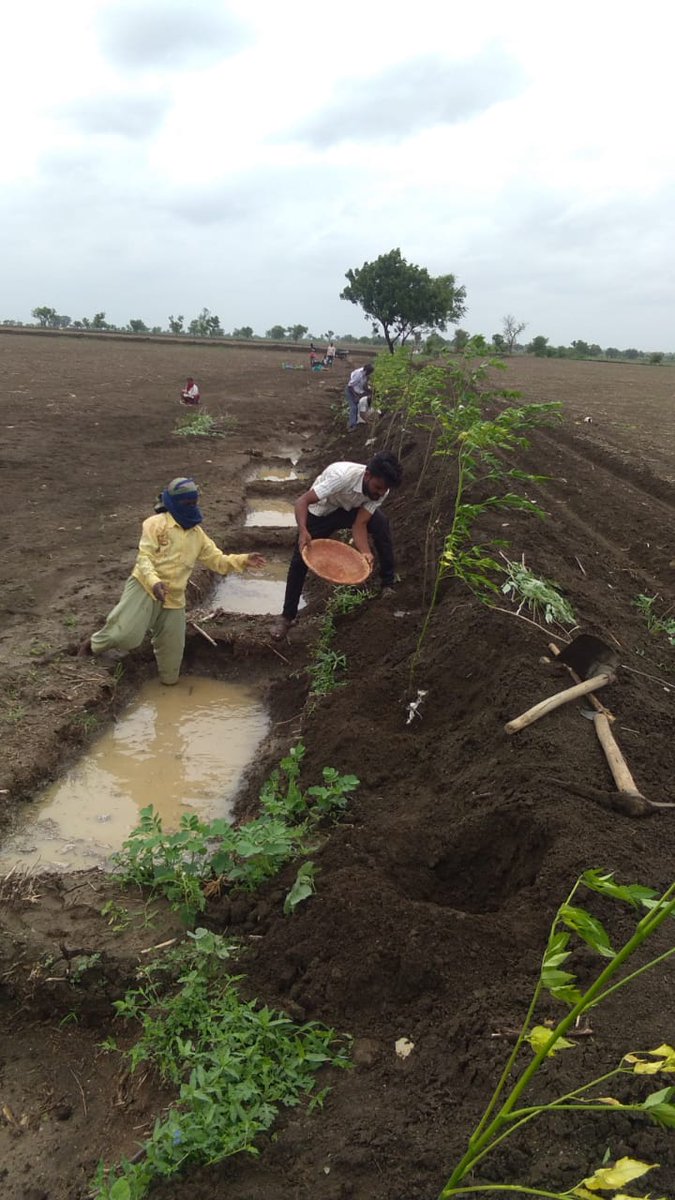 VBGRAMGKAR's tweet photo. In Kiranagi GP of Kalaburagi district, farmers have taken up #bund_plantation.
Water stored in the bunds is being used to water the plants.
Neem seeds are in heavy demand and farmers can sell them in the local market & derive an income.
#SMC_works
#mgnregskarnataka https://t.co/7pMspqySm1