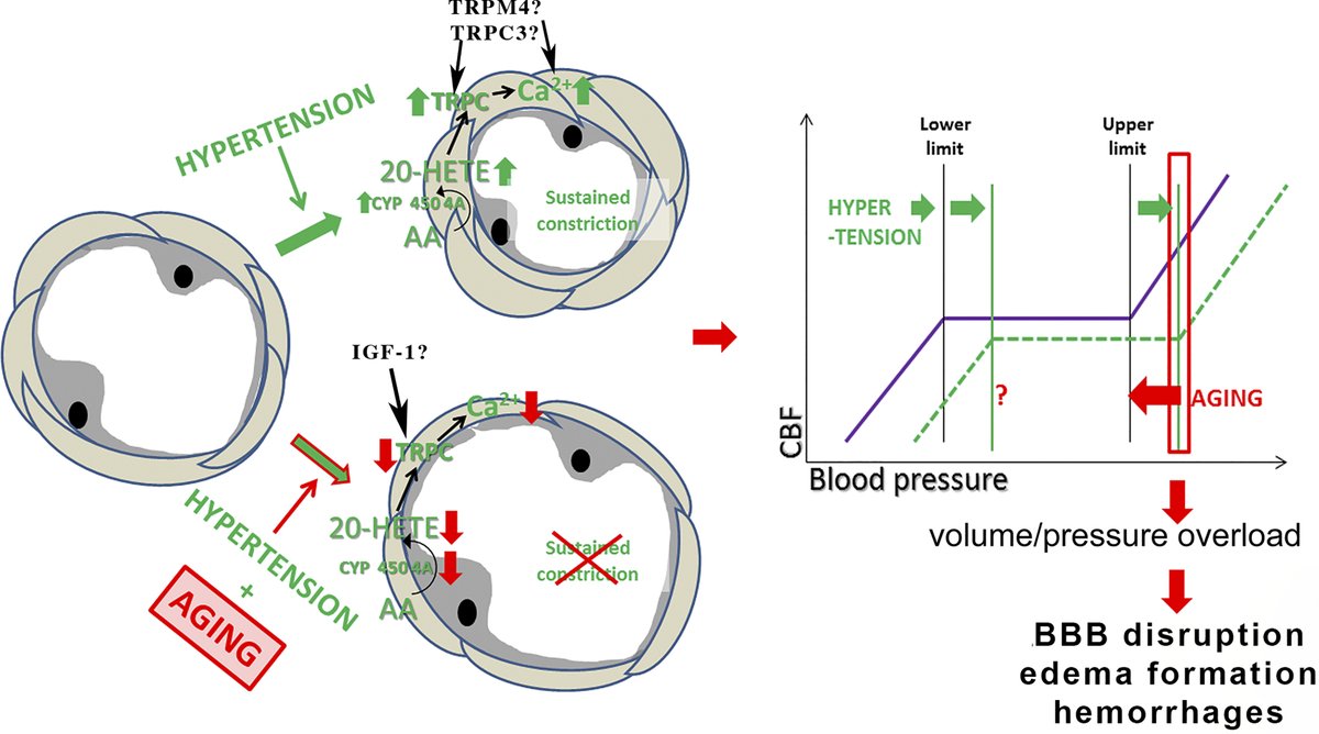 ajpheartcirc's tweet photo. #EditorialFocus by Toth et al discusses the role of transient receptor potential channels in #cerebral myogenic autoregulation in #hypertension and #aging https://t.co/sSm6AHnY2S https://t.co/5tCLdsgHt1