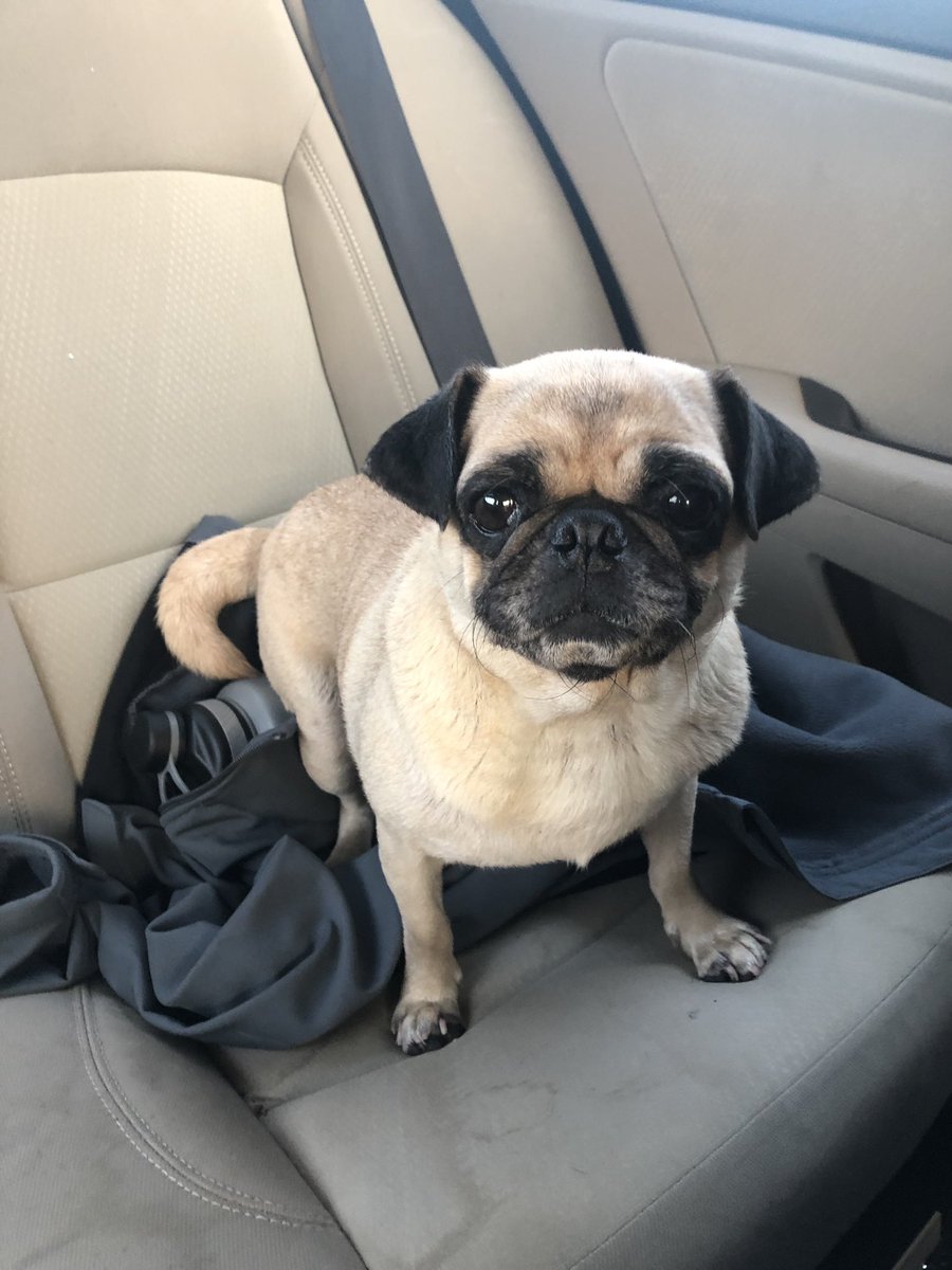 jen_L5678's tweet photo. This tiny girl was found this morning on South side of Cambridge. Inbox me if you know who she belongs to. She’s sweet and looks to have had puppies at some point. https://t.co/InlfaAQMP4