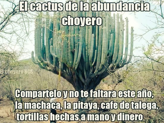 etLitha's tweet photo. ¡Cactus de la abundancia! 🌵💕
Bonito y bendecido inicio de semana.✨ ☕
#ILoveBCS #LaPazBCS https://t.co/J1pI2sMAyt