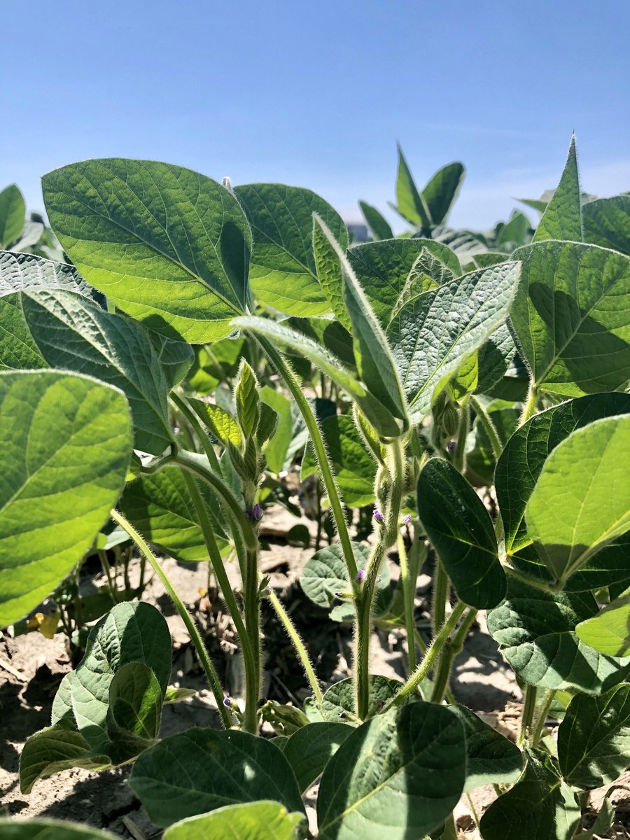 NicoleWeberAg's tweet photo. Soybeans at/approaching R2, busy week for fungicide timing &amp; insect checks. @FS_PARTNERS scouts have found spider mites at threshold, SCN &amp; just a few aphids at this point. Take a break from the heat tmw and join our virtual #BYWN event! https://t.co/NZBt8NNhSp to register! https://t.co/AHDUWbDqpU