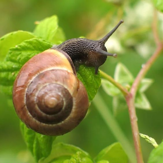 snail