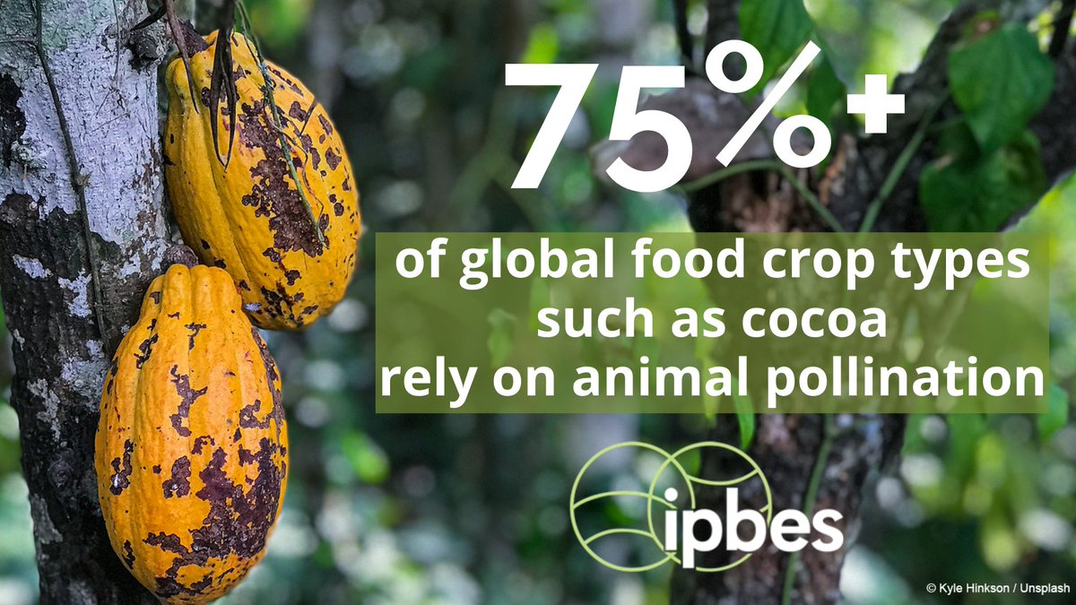 IPBES's tweet photo. 🐝🦋#DYK that your delicious chocolate bar depends on the hard work of #pollinators?🦇🐦

Next bite, think of the #biodiversity that makes our tasty indulgence possible &amp; let's all consume wisely🍫

#WorldChocolateDay https://t.co/jAezHHpISN