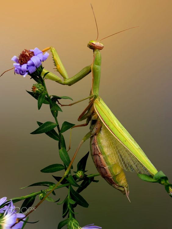 praying mantis