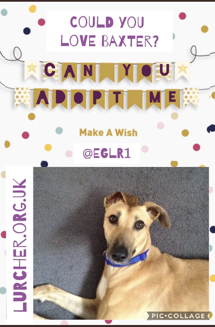 TurnerSis1's tweet photo. Gorgeous pups needing lots of RT’s #TeamZay ##MondayMotivaton to help change their lives furever xxx https://t.co/WLPjuY22PL