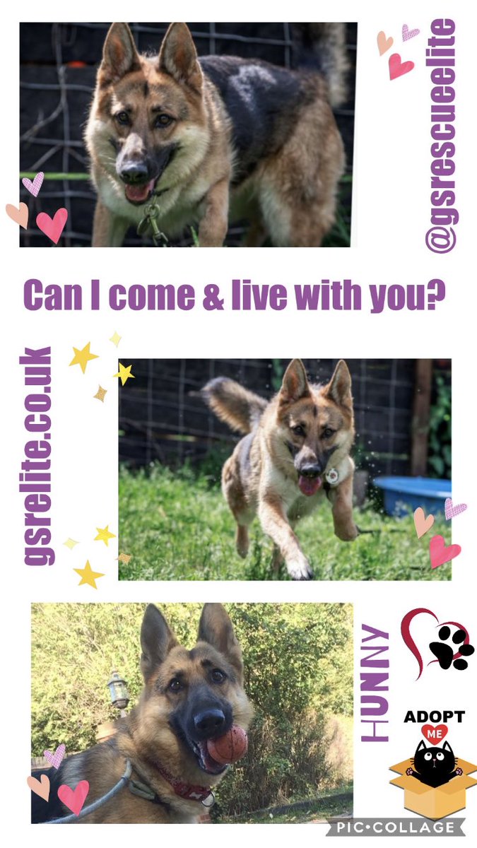 TurnerSis1's tweet photo. Gorgeous pups needing lots of RT’s #TeamZay ##MondayMotivaton to help change their lives furever xxx https://t.co/WLPjuY22PL