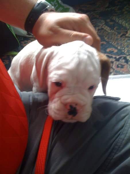 Maplin_CH's tweet photo. @TINGLYTASTEBUDS I dont know you so I hope you don't mind but I hope my Boxer puppy Apollo put a smile on your face he certainly put one on mine and my kids faces X stay strong X https://t.co/hDZMEdWcyB