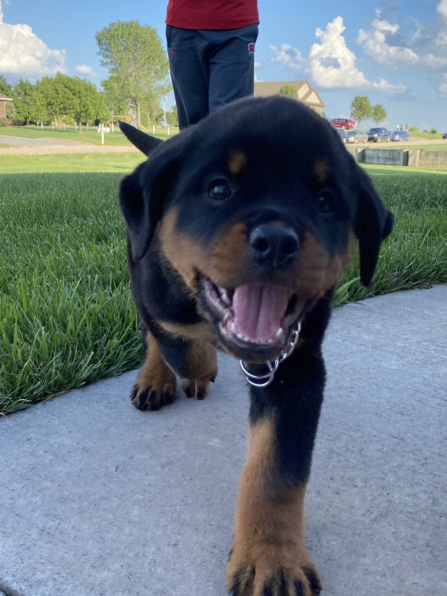 Just incase you needed to brighten up your day :) meet the new addition