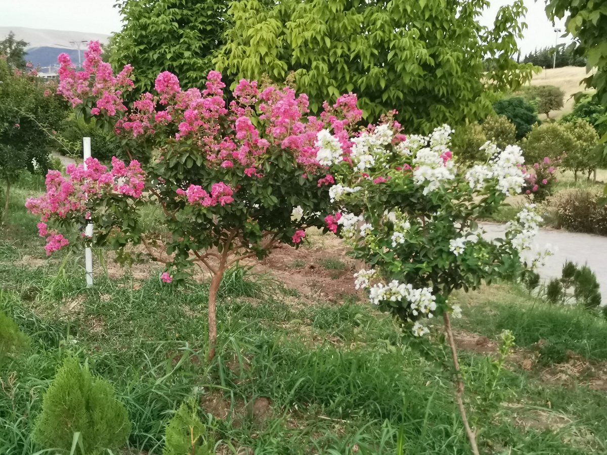 hudibee_'s tweet photo. It's not MonstaX related but today i went out to a park which is near us and i loved these little trees with little flowers 🥺👉🏻👈🏻 they were so beautiful 🌸 https://t.co/Tjk0H6jnGD