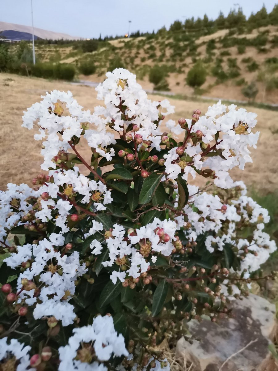 hudibee_'s tweet photo. It's not MonstaX related but today i went out to a park which is near us and i loved these little trees with little flowers 🥺👉🏻👈🏻 they were so beautiful 🌸 https://t.co/Tjk0H6jnGD