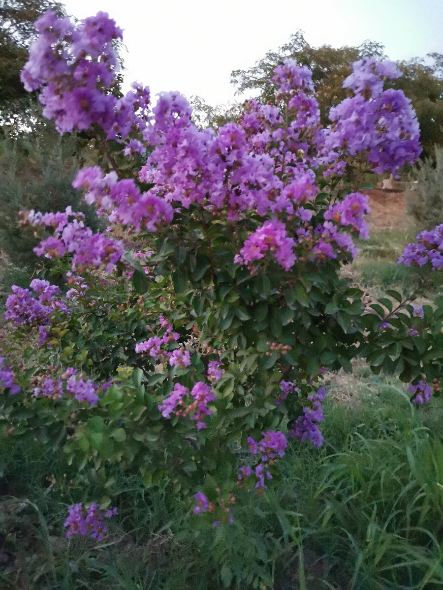 hudibee_'s tweet photo. It's not MonstaX related but today i went out to a park which is near us and i loved these little trees with little flowers 🥺👉🏻👈🏻 they were so beautiful 🌸 https://t.co/Tjk0H6jnGD