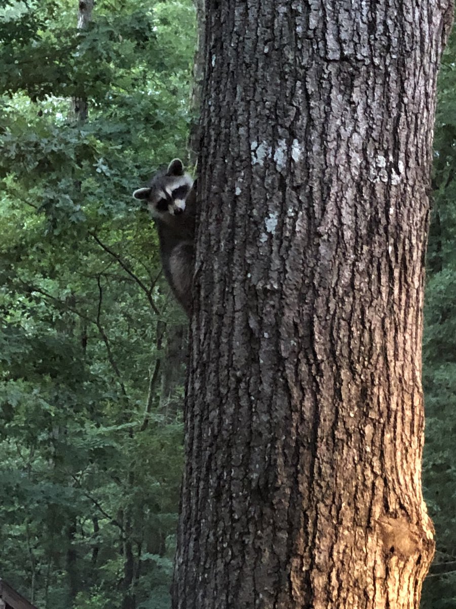 A sweet little baby raccoon with its sibling and mom came to see us last night.