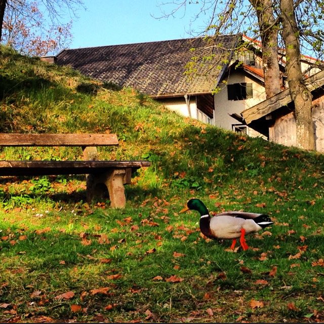 #صورة_ريفية