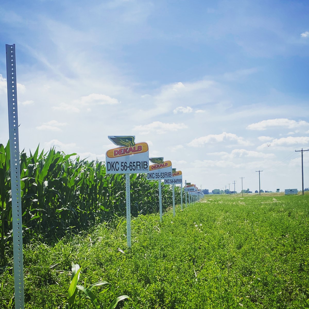 Viafield's tweet image. It's a great day to be out working on a test plot. 🌽🌱🌤  The Viafield Agronomy Team is starting to see signs of heat stress in some fields. How are your fields holding up to the high temps and humidity? #testplot #cropscouting #agronomy #corn #vaifield #copperative #iowa