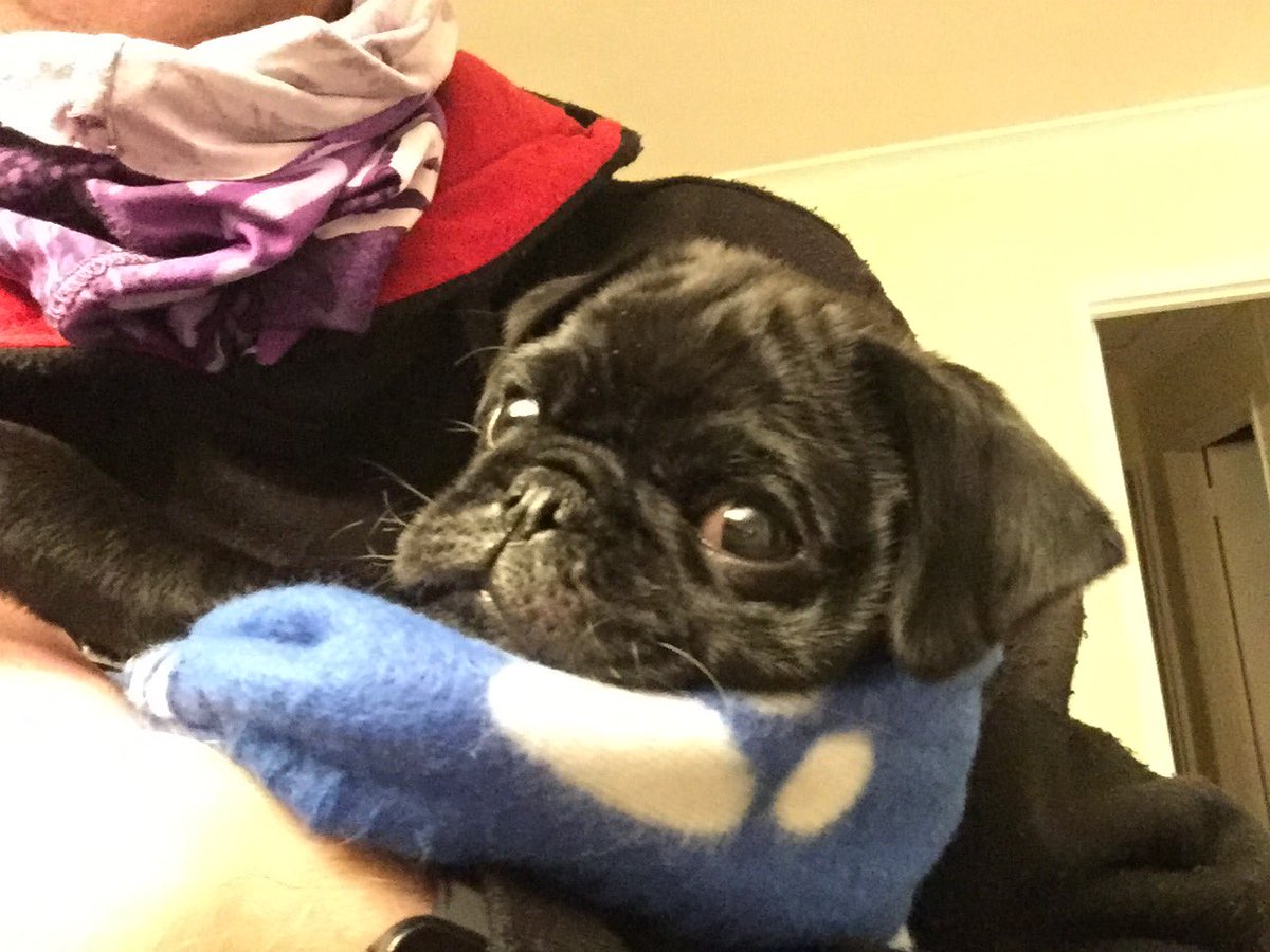 viljoenvn's tweet photo. And that was Monday. 
Goodnight, everyone! 

#bertusthepug #pug #puglife #6July2020 https://t.co/lNX1x9zpMS