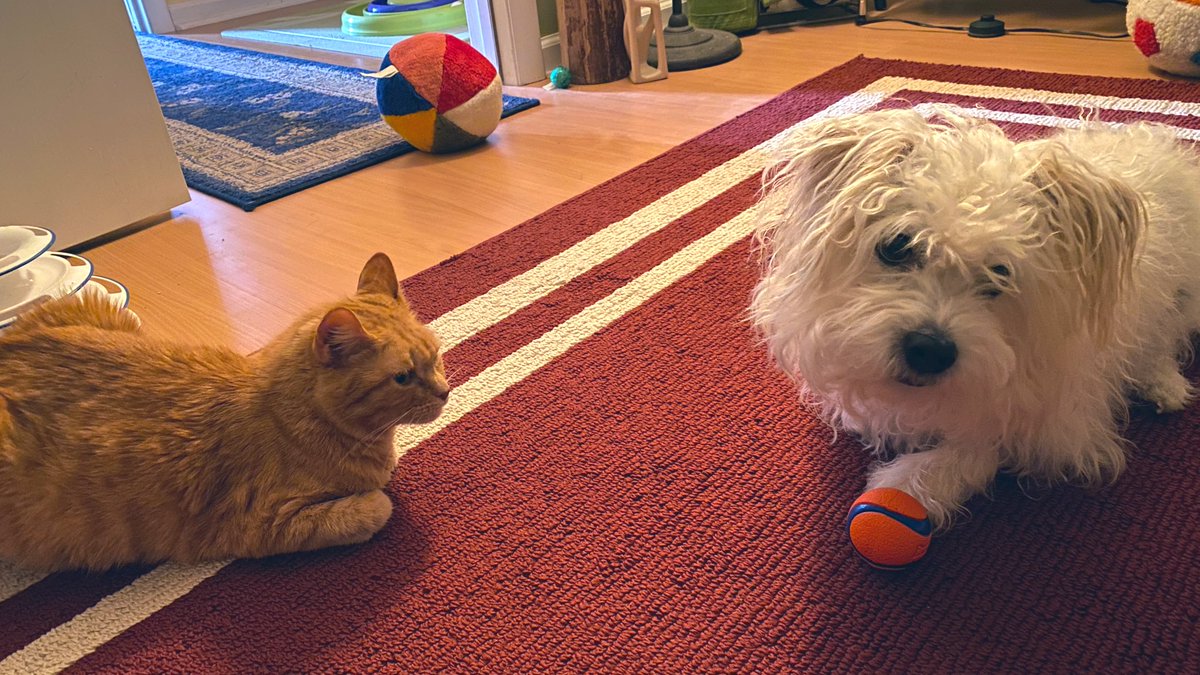 Thank you to everyone who has been sending prayers and love, sharing the fundraiser and donating to my bestie Finn. Still waiting on tests. paypal.com/pools/c/8qyrWi… #CatsOfTwitter #dogsoftwitter #fundraiser please share. @jenhunstunbun @MaryannMaisano @the_misha <a href="/iamthemunchie/">Munchie 😸🐾</a>