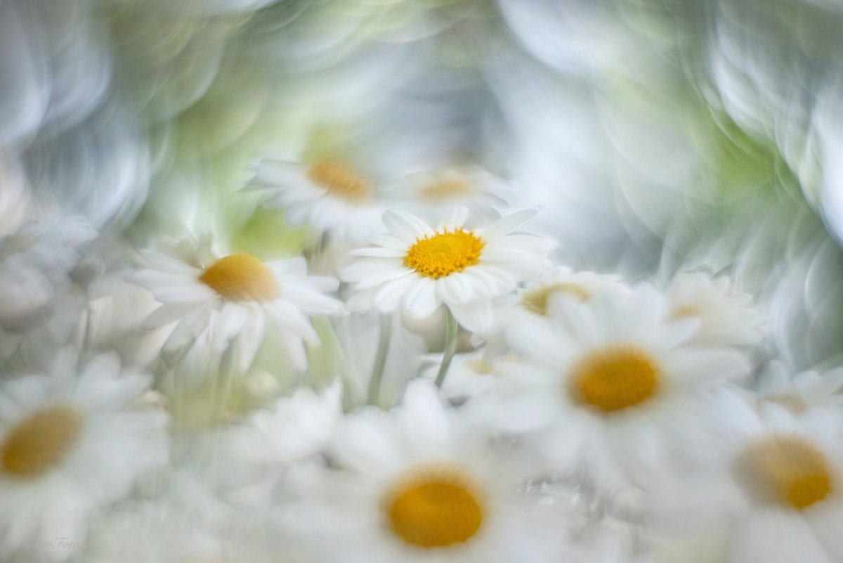 Flower_Foto's tweet photo. Daisies! Straight out of the camera! Thanks to The Plant Place, Carlton. #helios #modifiedhelios #daisy #gardening #summerflowers #flowersoftwitter https://t.co/7MiAiDf1x6