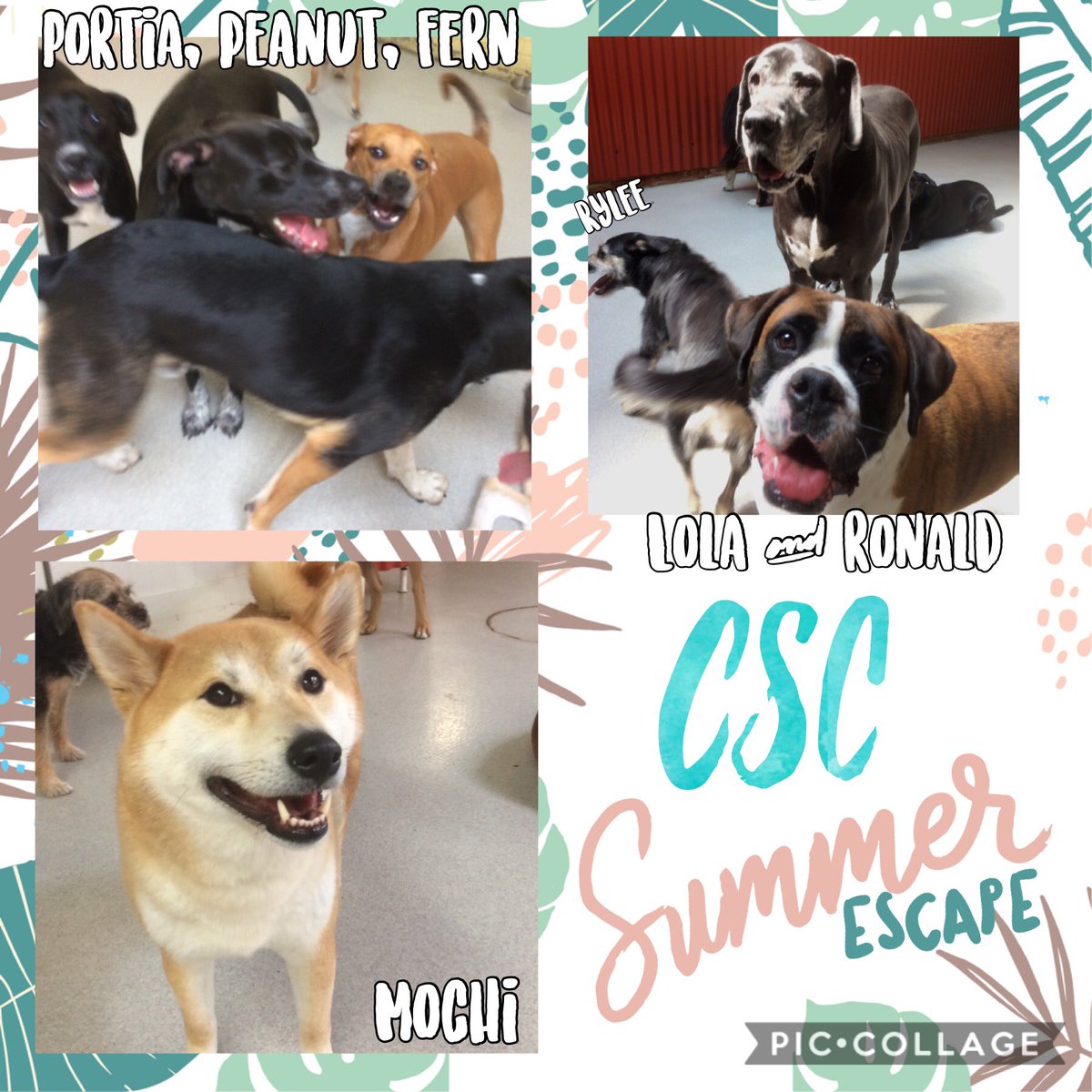 Come to CSC for a refreshing summer escape with great friends! @mccoodavis @kathyireland @randallfetcho @SamirAlsaraf @SusanBryenton @LitchfieldFund @AlsarafMaggie8 @Stylejulieanne @timeoutchicago @tailsmagazines @chicagodogs @wisebeautyqueen