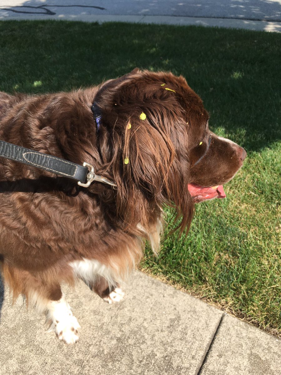 Violet the Newfy 🌈 12/5/2025 tweet media