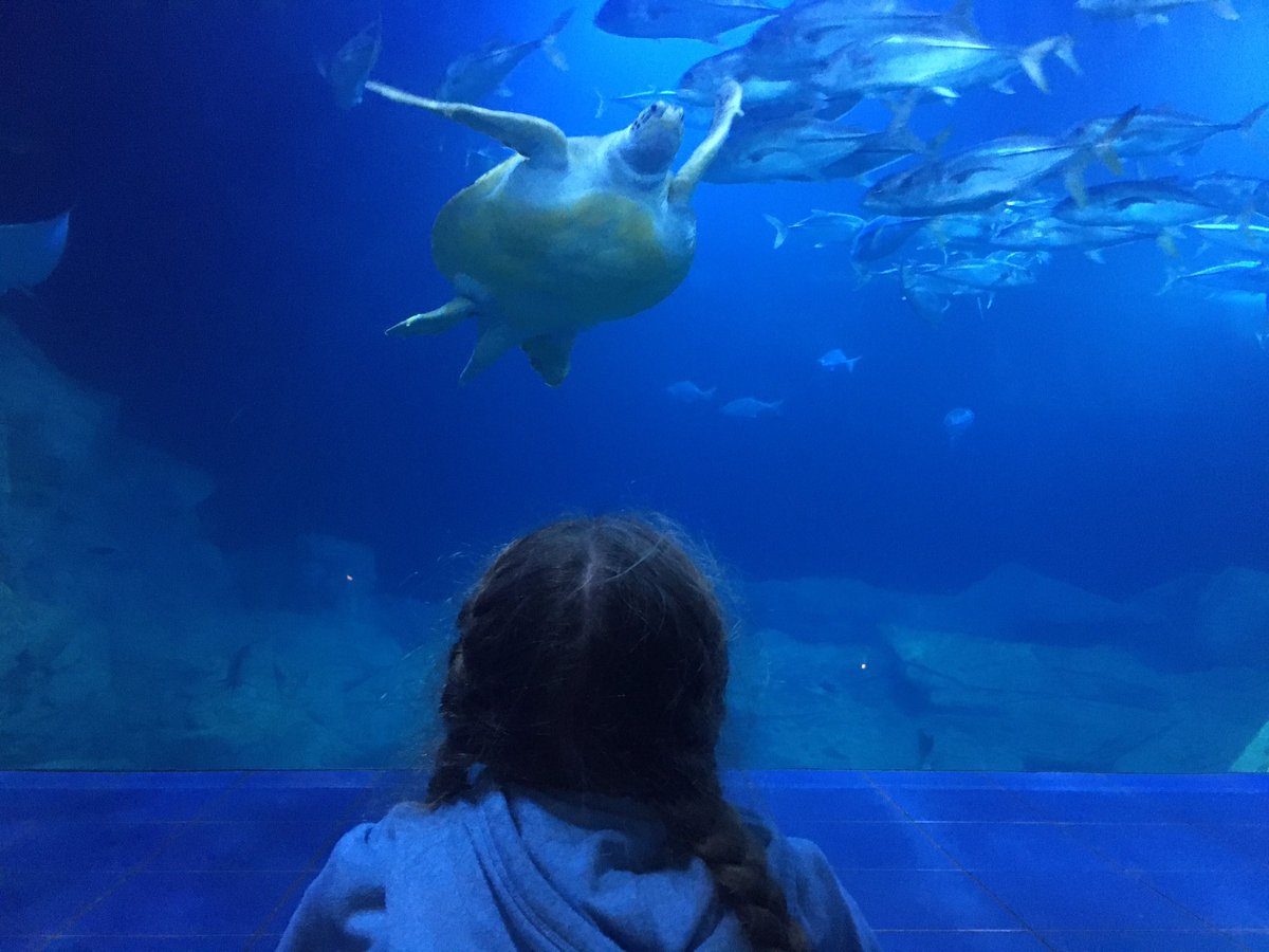 annafrances83's tweet photo. @wideyfox a home school trip to the @NMAPlymouth Today we learned that Noodles the octopus has a favourite toy, a rubber duck! 🐙🥰 So good to be back. 🐡🐠🦈 https://t.co/EEQdula5TP