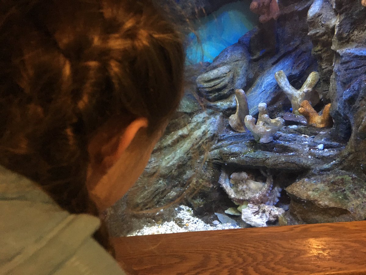 annafrances83's tweet photo. @wideyfox a home school trip to the @NMAPlymouth Today we learned that Noodles the octopus has a favourite toy, a rubber duck! 🐙🥰 So good to be back. 🐡🐠🦈 https://t.co/EEQdula5TP