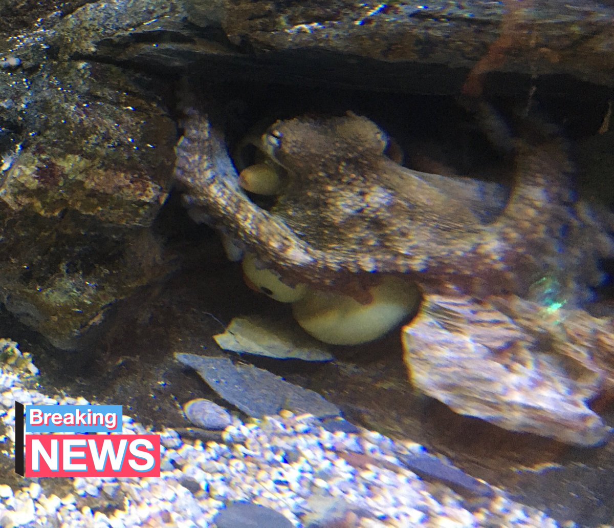 annafrances83's tweet photo. @wideyfox a home school trip to the @NMAPlymouth Today we learned that Noodles the octopus has a favourite toy, a rubber duck! 🐙🥰 So good to be back. 🐡🐠🦈 https://t.co/EEQdula5TP